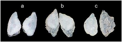 Does Vaterite Otolith Deformation Affect Post-Release Survival and Predation Susceptibility of Hatchery-Reared Juvenile Atlantic Salmon?